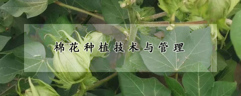 棉花种植技术与管理