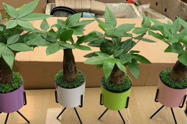 发财树的摆放位置 发财树摆放在哪里比较好