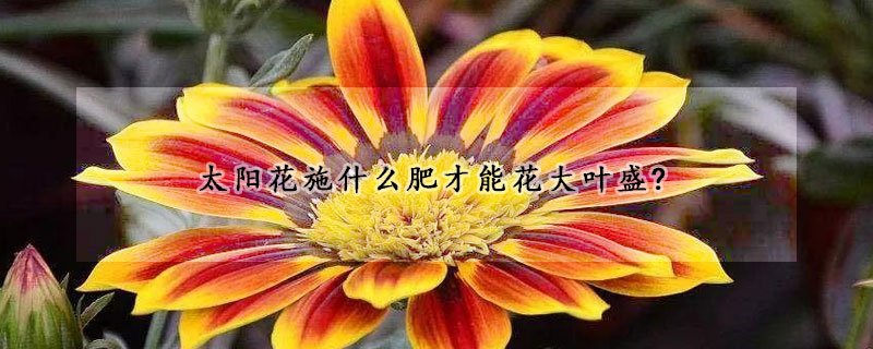 太阳花施什么肥才能花大叶盛?