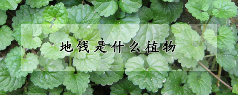 地钱是什么植物