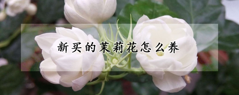 新买的茉莉花怎么养