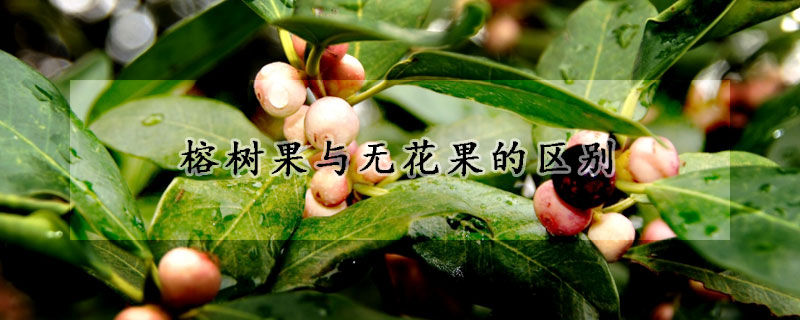 榕树果与无花果的区别