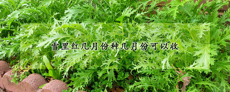 雪里红几月份种几月份可以收