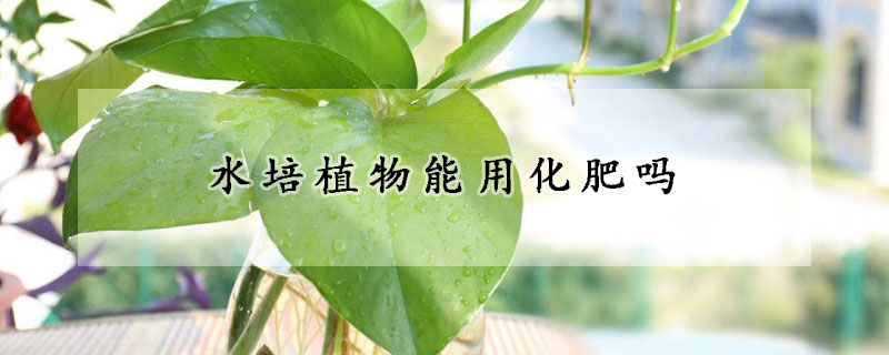 水培植物能用化肥吗