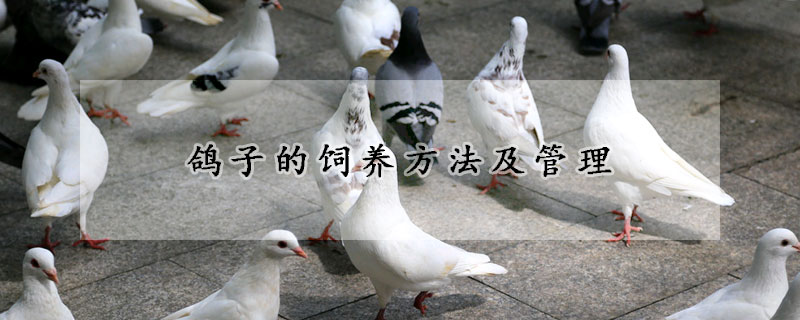 鸽子的饲养方法及管理