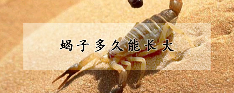 蝎子多久能长大