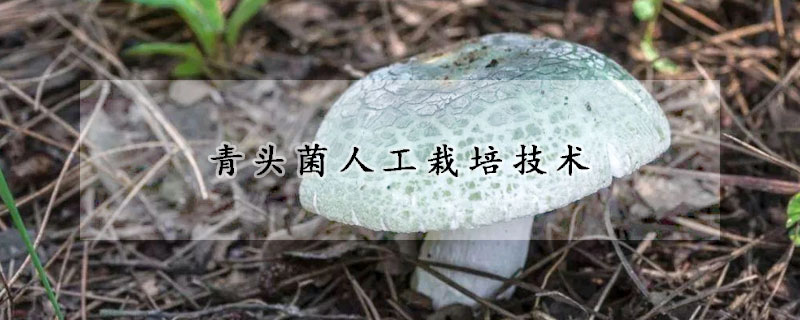 青头菌人工栽培技术