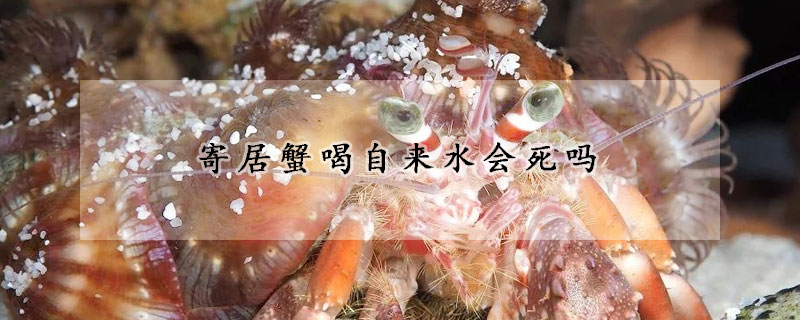 寄居蟹喝自来水会死吗