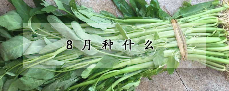 8月种什么