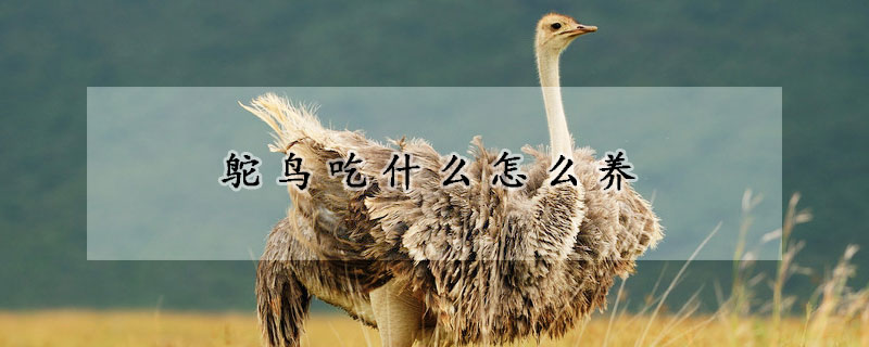 鸵鸟吃什么怎么养