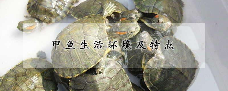 甲鱼生活环境及特点