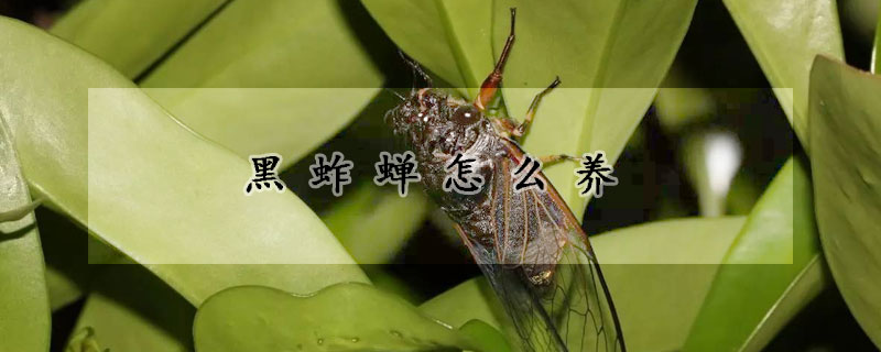 黑蚱蝉怎么养