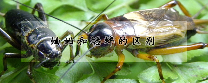 蛐蛐和蟋蟀的区别
