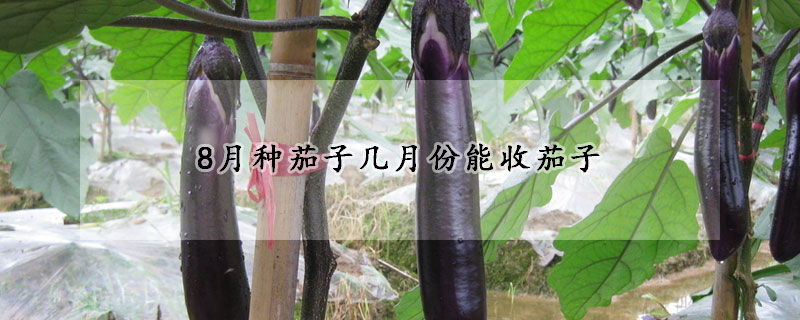 8月种茄子几月份能收茄子