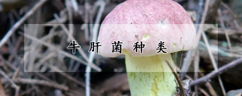 牛肝菌种类