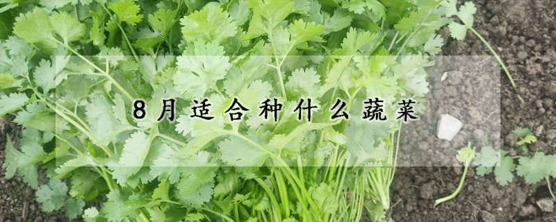 8月适合种什么蔬菜