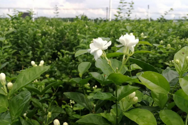 茉莉花风水 茉莉花放在家里什么位置好