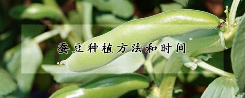 蚕豆种植方法和时间