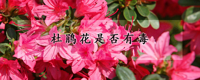 杜鹃花是否有毒