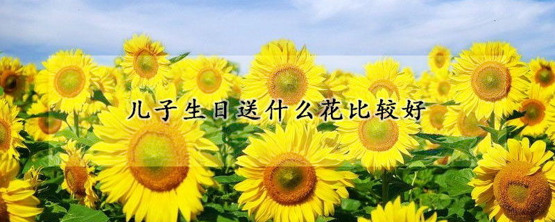 儿子生日送什么花比较好