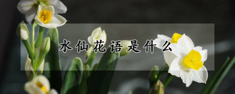 水仙花语是什么