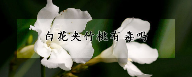白花夹竹桃有毒吗