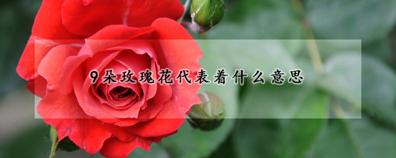 9朵玫瑰花代表着什么意思