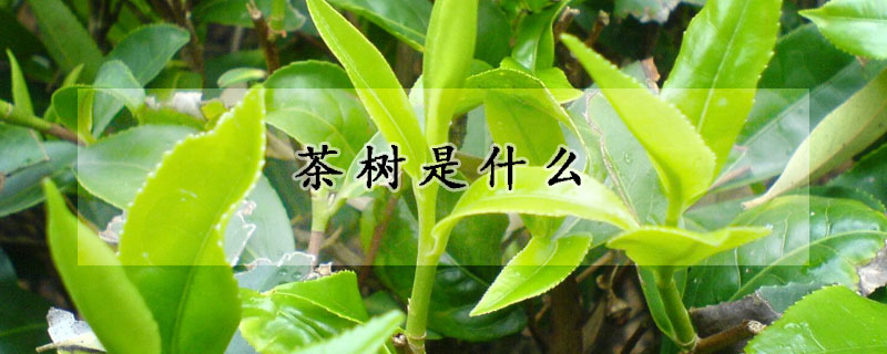 茶树是什么