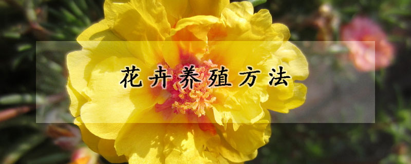 花卉养殖方法