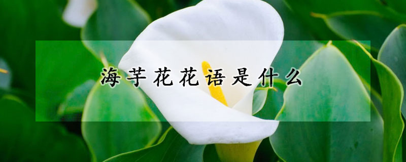 海芋花花语是什么