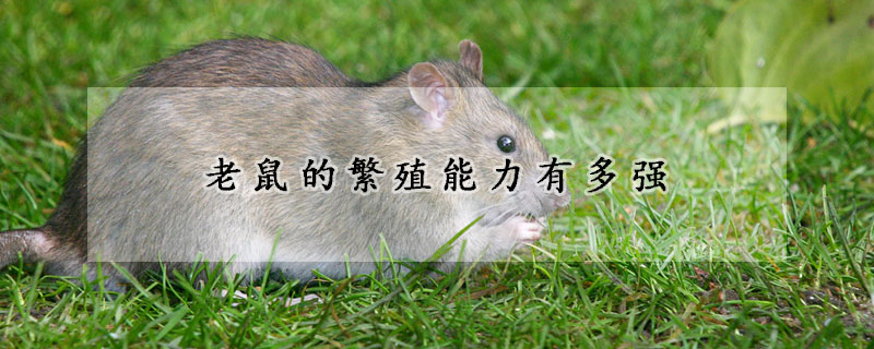 老鼠的繁殖能力有多强