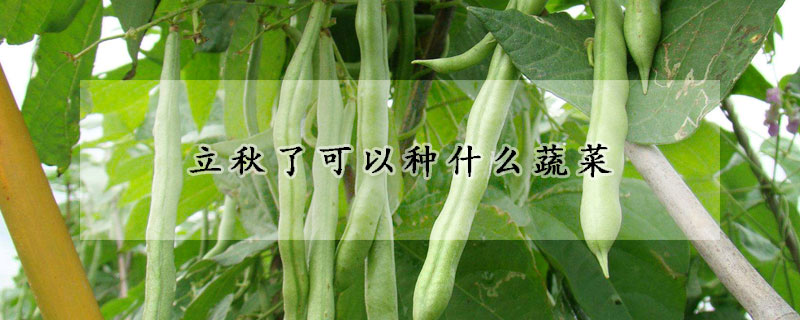 立秋了可以种什么蔬菜