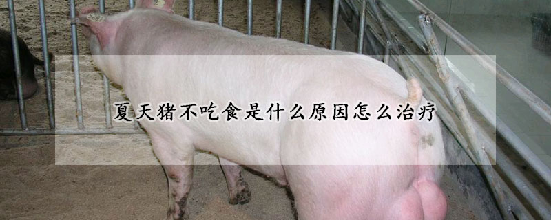 夏天猪不吃食是什么原因怎么治疗