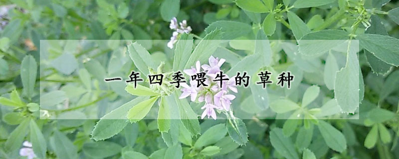 一年四季喂牛的草种