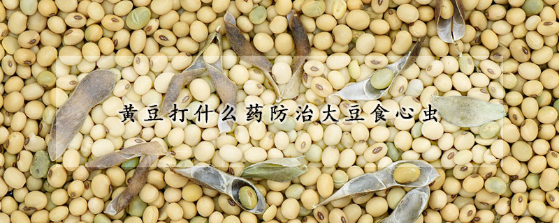 黄豆打什么药防治大豆食心虫