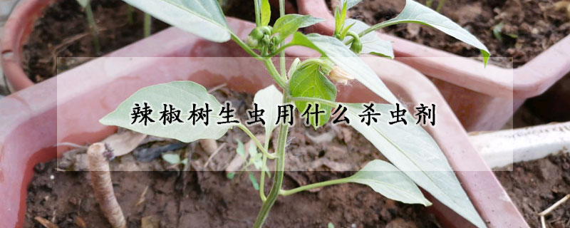 辣椒树生虫用什么杀虫剂