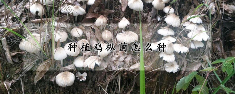 种植鸡枞菌怎么种