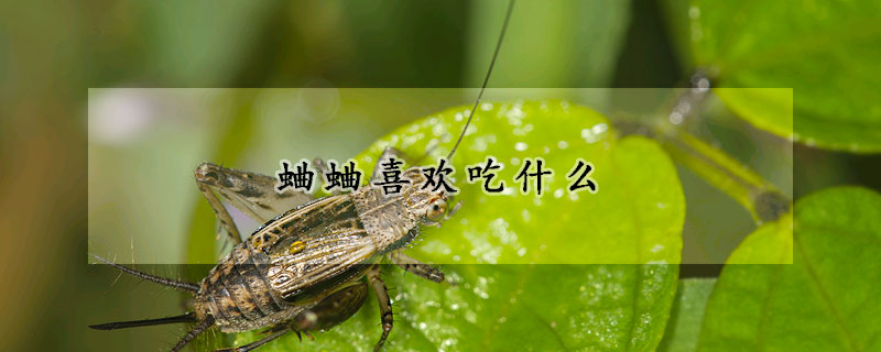 蛐蛐喜欢吃什么