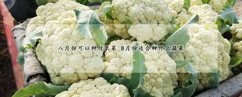 八月份可以种什么菜 8月份适合种什么蔬菜