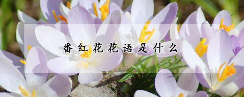 番红花花语是什么