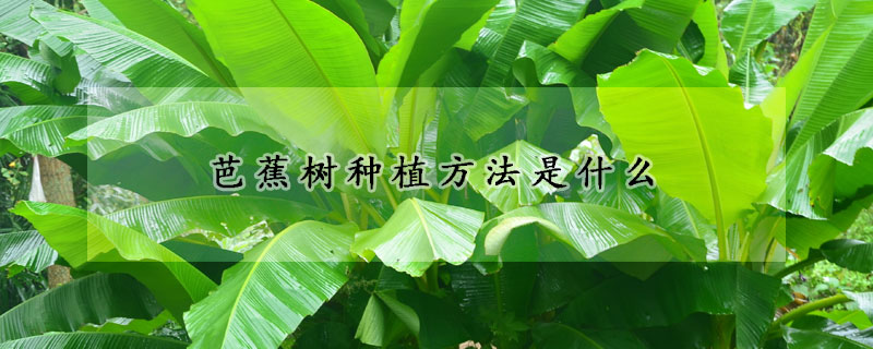 芭蕉树种植方法是什么