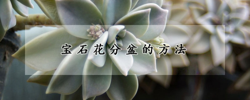 宝石花分盆的方法