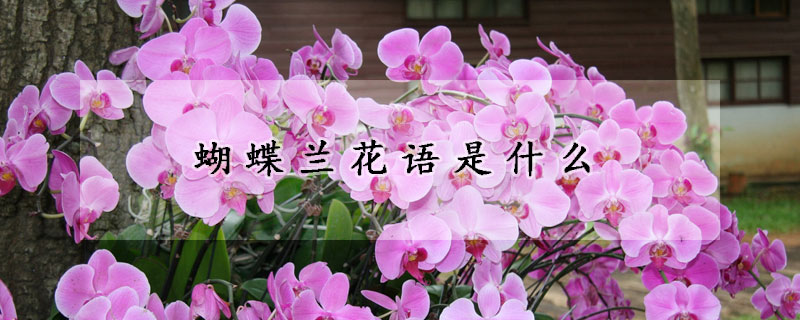 蝴蝶兰花语是什么