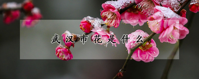 武汉市花是什么