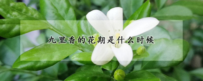 九里香的花期是什么时候