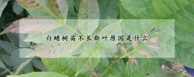 白蜡树苗不长新叶原因是什么