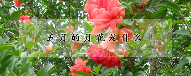 五月的月花是什么