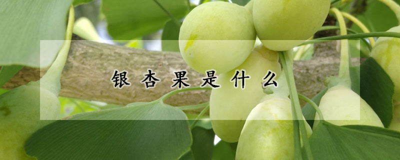 银杏果是什么