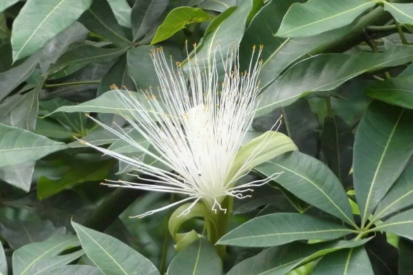 发财树开花代表风水 发财树放哪好