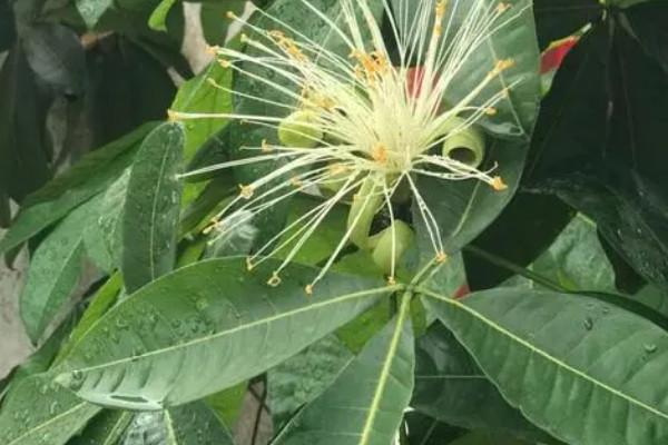 发财树开花代表风水 发财树放哪好